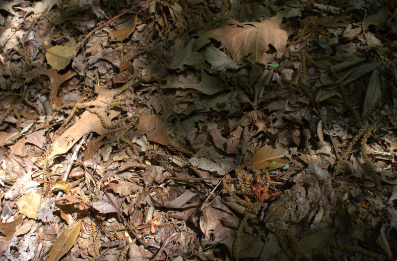 Illustration for article titled ¿Puedes ver al animal oculto a simple vista en estas fotos?